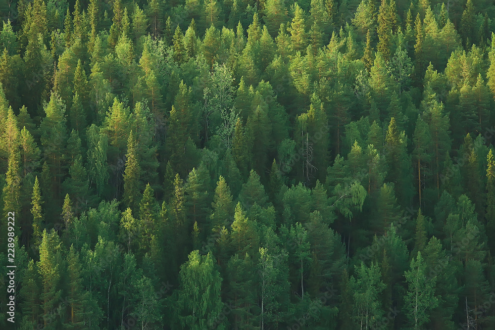 Obraz na płótnie texture coniferous forest top view / landscape green forest, taiga peaks of fir trees w salonie