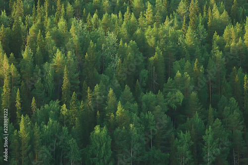 Fotomurale texture coniferous forest top view / landscape green forest, taiga peaks of fir