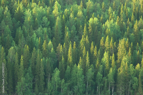 texture coniferous forest top view / landscape green forest, taiga peaks of fir trees