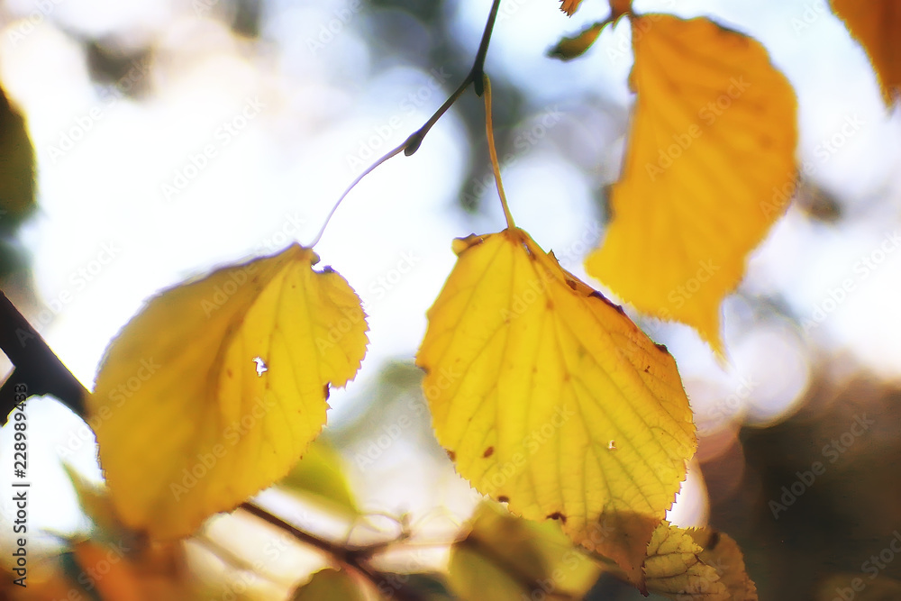 autumn leaves background / yellow leaves in autumn park tree branches with falling leaves. Blurred background concept autumn. Indian summer. Branches of a tree covered with orange foliage. autumn leaves background / yellow leaves in autumn park tree branches with falling leaves. Blurred background concept autumn. Indian summer. Branches of a tree covered with orange foliage.