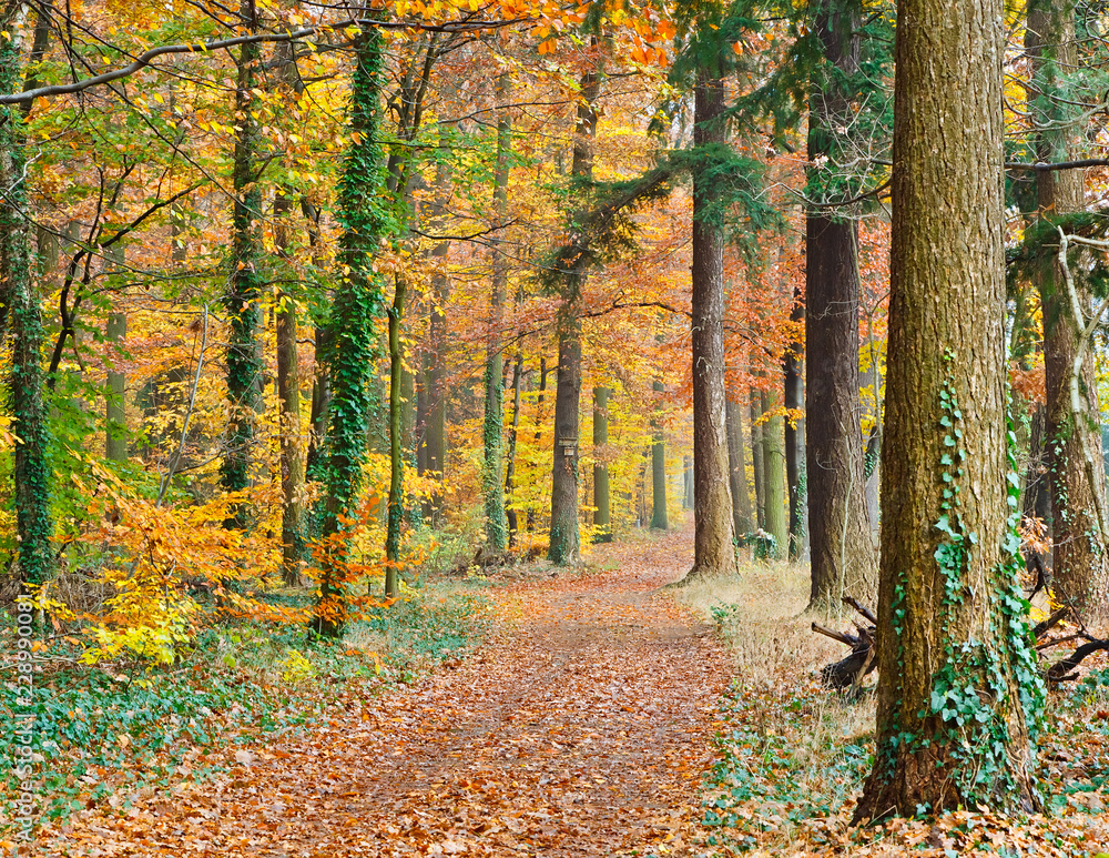 Obraz premium Pathway in the autumn forest