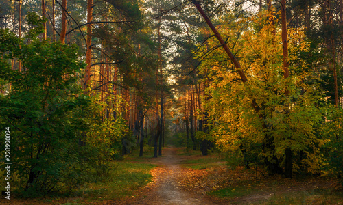 walk in the autumn forest. Sun rays. autumn colors © Mykhailo