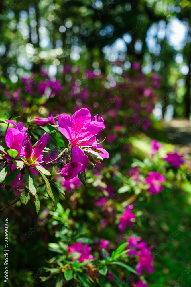 The pink flowers at beautiful on Doi Suthep of thailand.