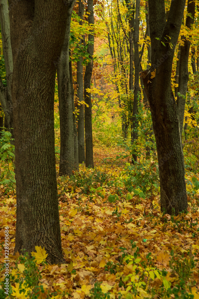 Closeup of yellow autumn leaves covers the ground in autumn day. low point. selective focus. 