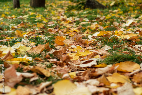 Closeup of yellow autumn leaves covers the ground in autumn day. low point. selective focus. 