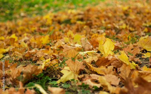 Closeup of yellow autumn leaves covers the ground in autumn day. low point. selective focus. 