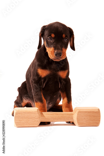 Puppy with Dumbell..Six week old black Dobermann puppy with dumbell, isolated against a white background