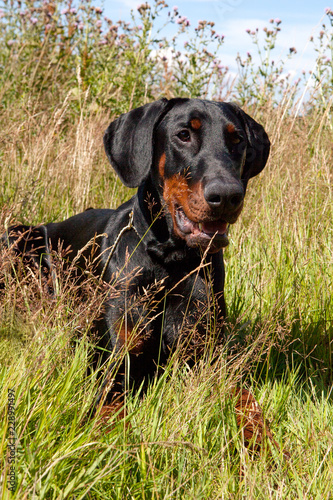 Dobermann Laying In Grass  this black dog is looking though the long stems of grass and weeds