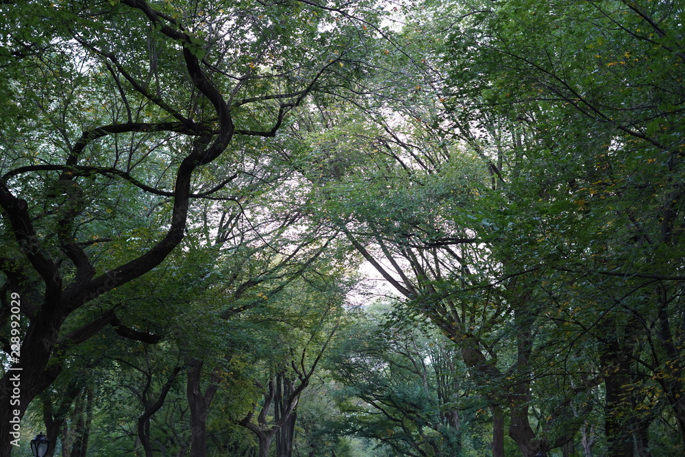 Fototapeta premium tree in forest