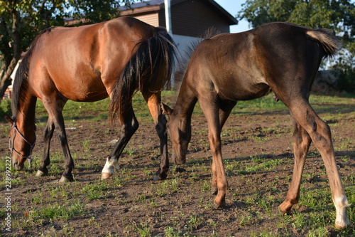 the horse and her foal graze