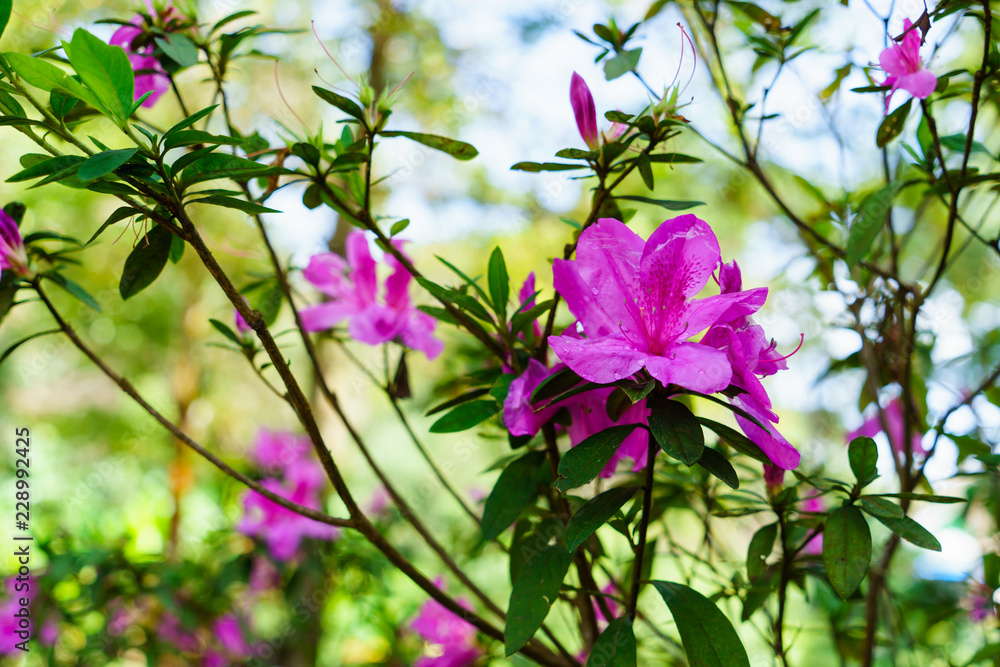 The pink flowers at beautiful on Doi Suthep of thailand. The pink flowers at beautiful on Doi Suthep of thailand.
