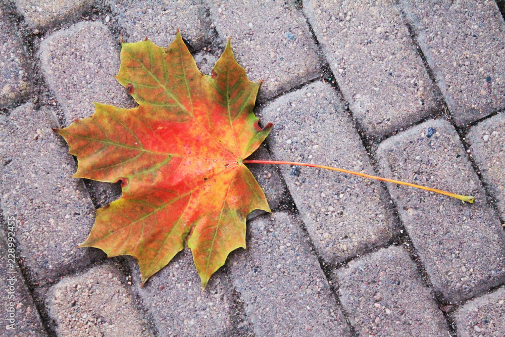 autumn. fun colors of autumn. lonely maple leaf lying on the sidewalk autumn. fun colors of autumn. lonely maple leaf lying on the sidewalk