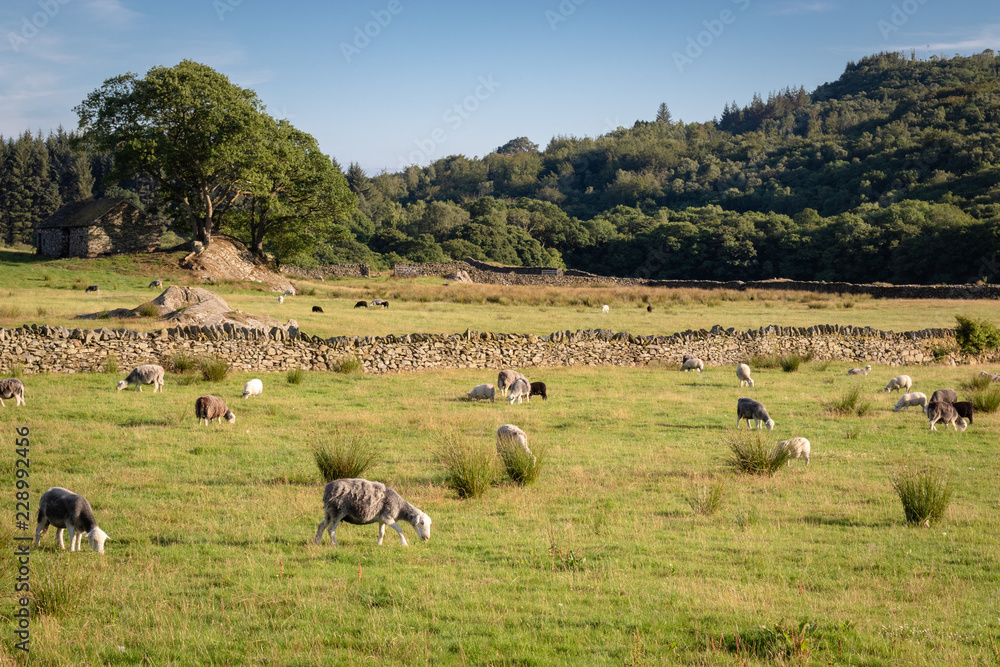View of English rural countryside on beautiful sunny evening, sheep grazing on lush green pastures in Cumbria, Lake District