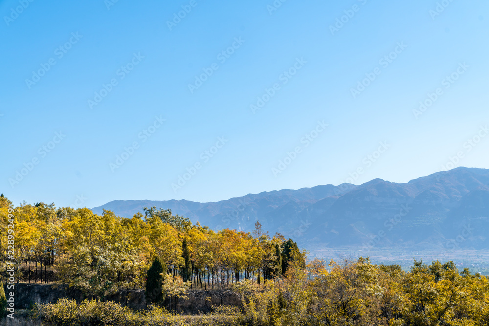 Golden leaves and mountains under the blue sky