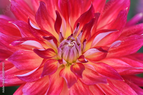 Fototapeta Naklejka Na Ścianę i Meble -  Rote Dahlien in wunderschönen Farben beleben den Garten im Herbst.