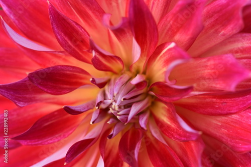 Fototapeta Naklejka Na Ścianę i Meble -  Rote Dahlien in wunderschönen Farben beleben den Garten im Herbst.