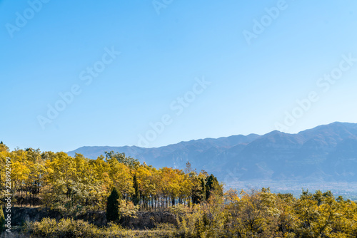 Golden leaves and mountains under the blue sky