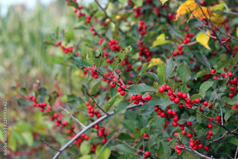 Red Berries on a Bush in Autumn
