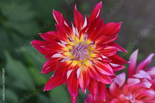 Fototapeta Naklejka Na Ścianę i Meble -  Rote Dahlien in wunderschönen Farben beleben den Garten im Herbst.