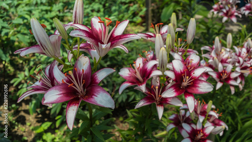 Red and White Lilies in Japan 