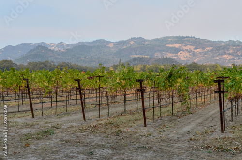 vineyards of Northern California near Calistoga in Napa Valley 