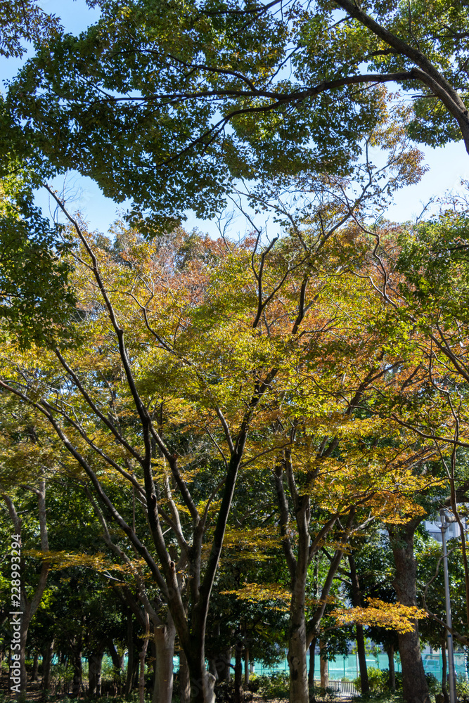Gyoda Park in autumn in Funabashi City, Chiba Prefecture, Japan