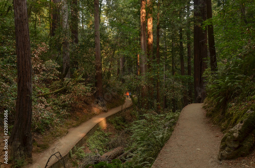 Hillside Trail under canopy of redwood trees at Muir Woods National Monument, California photo