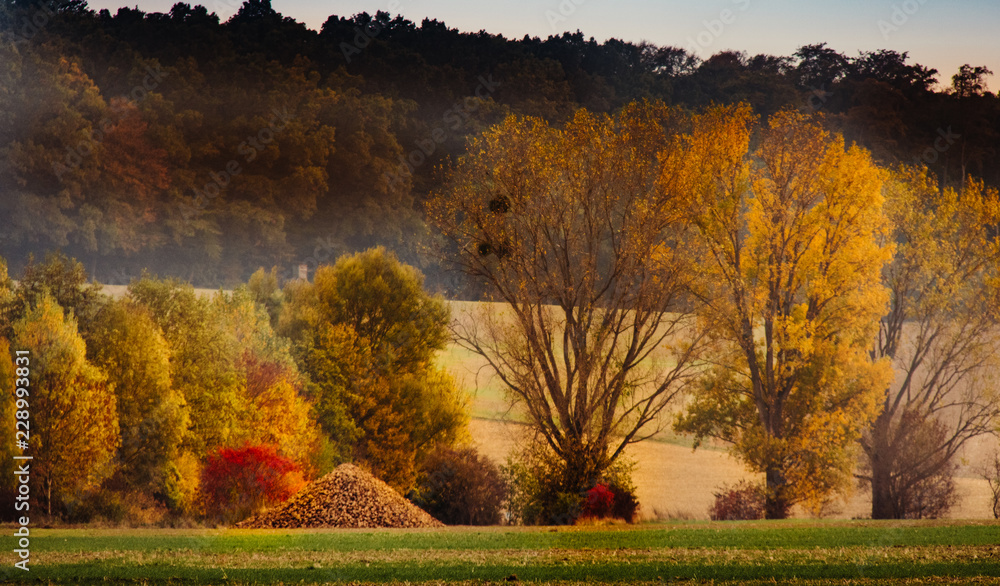Obraz premium Colors of fall