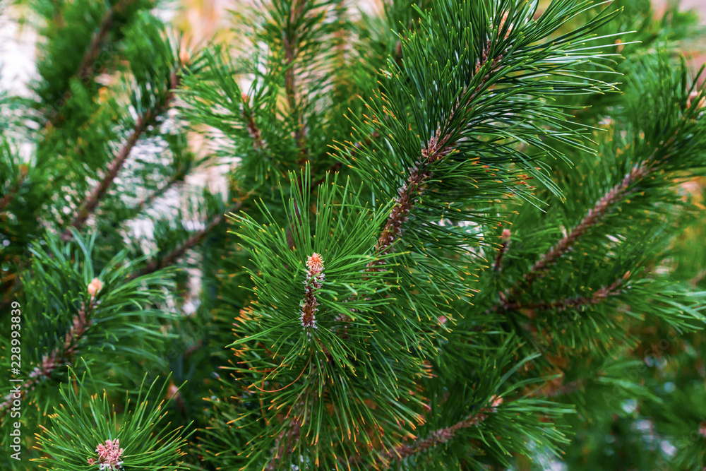 lush spruce green festive pattern vegetative long needles natural base close-up of bases design