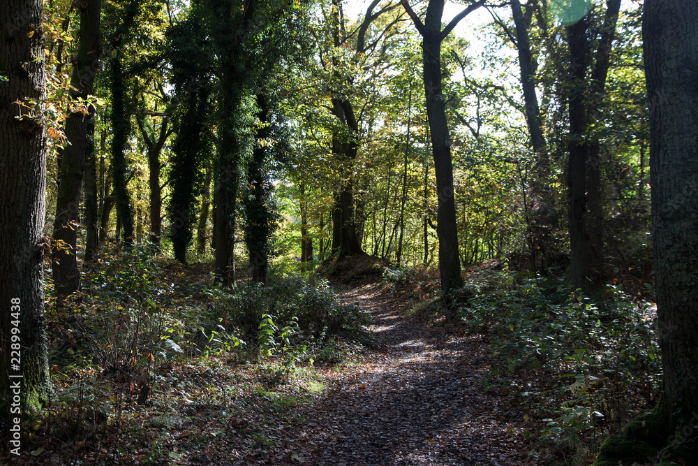 Woodland Pathway on a Sunny Autumn Morning