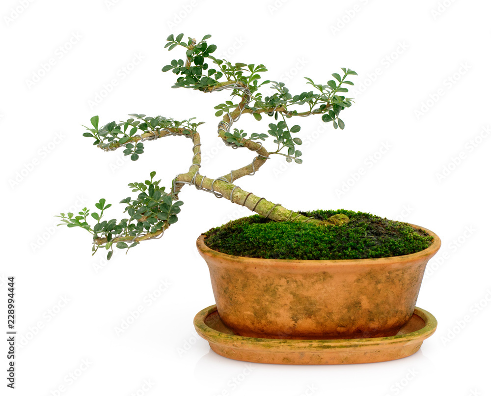 Image of mini bonsai in the pot tree on a white background. They were arranged from seedling of Carmona retusa and Feroniella lucida. Image of mini bonsai in the pot tree on a white background. They were arranged from seedling of Carmona retusa and Feroniella lucida.