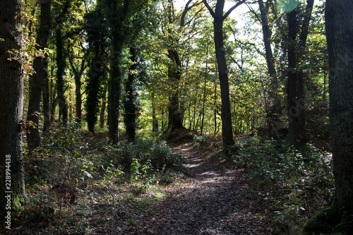 Woodland Pathway on a Sunny Autumn Morning