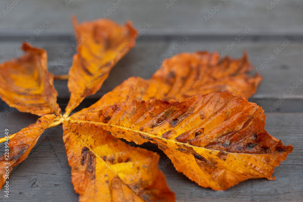 Bright orange autumn horse chestnut leaf on grey surface