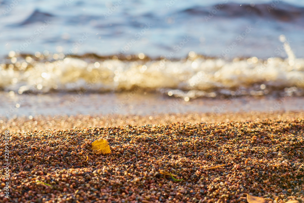 Obraz premium Yellow autumn leaf on a beach with blurred waves on a background on sunny day. 