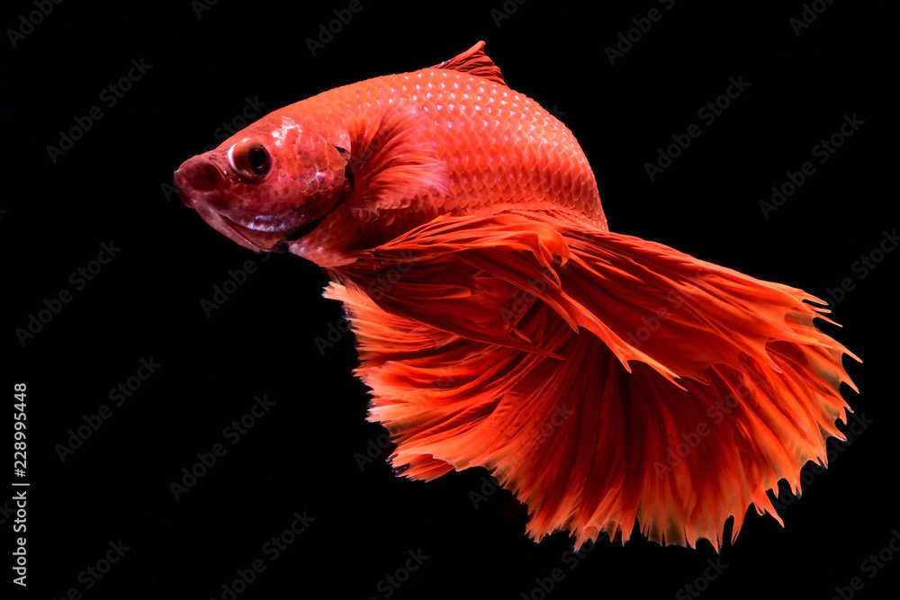 Red Betta Siamese fighting fish. Fins and tail like long skirts, half moon tail, perfect fish elegance. Fish with red color It is believed that lucky and bring good luck to the owner. Fish that are na Red Betta Siamese fighting fish. Fins and tail like long skirts, half moon tail, perfect fish elegance. Fish with red color It is believed that lucky and bring good luck to the owner. Fish that are na