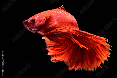Red Betta Siamese fighting fish. Fins and tail like long skirts, half moon tail, perfect fish elegance. Fish with red color It is believed that lucky and bring good luck to the owner. Fish that are na