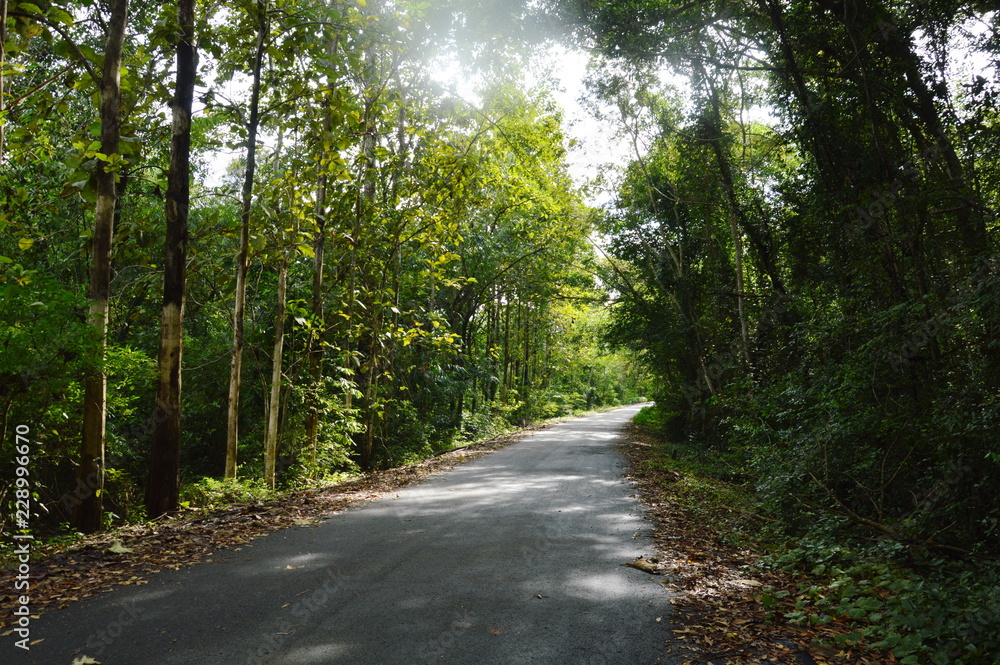 Fototapeta premium perspective local road to forest in Thailand
