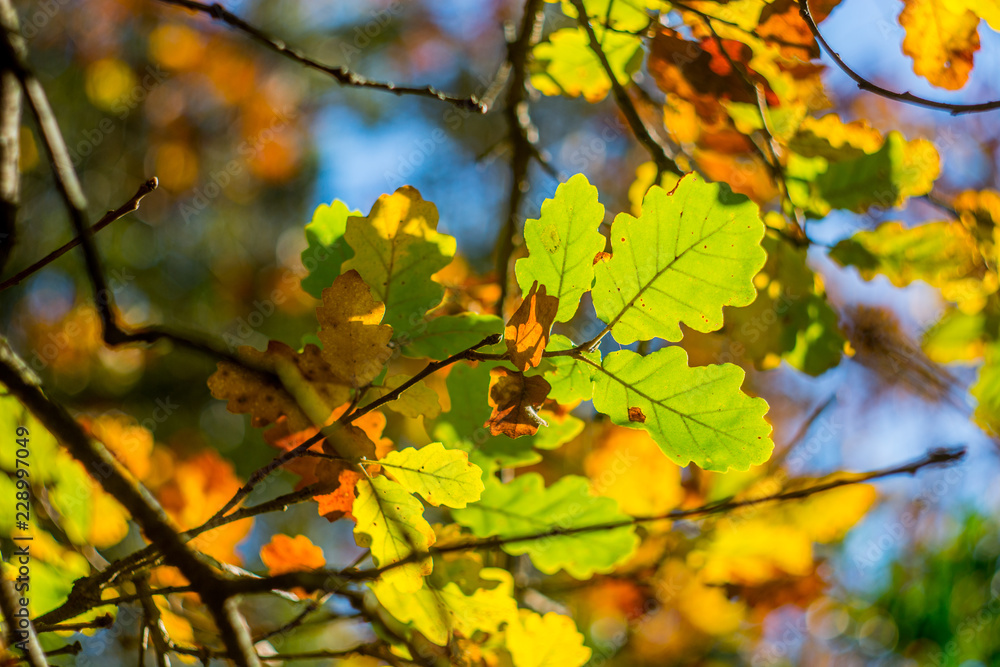 autumn leaves