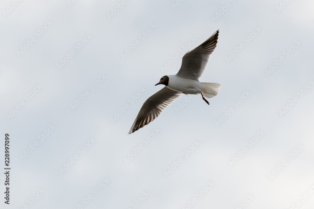 seagull sea bird with spread wings flight high in the sky leaden gray before the storm seagull sea bird with spread wings flight high in the sky leaden gray before the storm