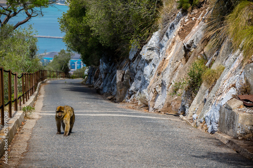 The famous apes of Gibraltar