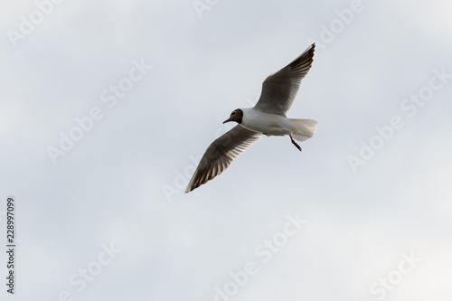 seagull sea bird with spread wings flight high in the sky leaden gray before the storm