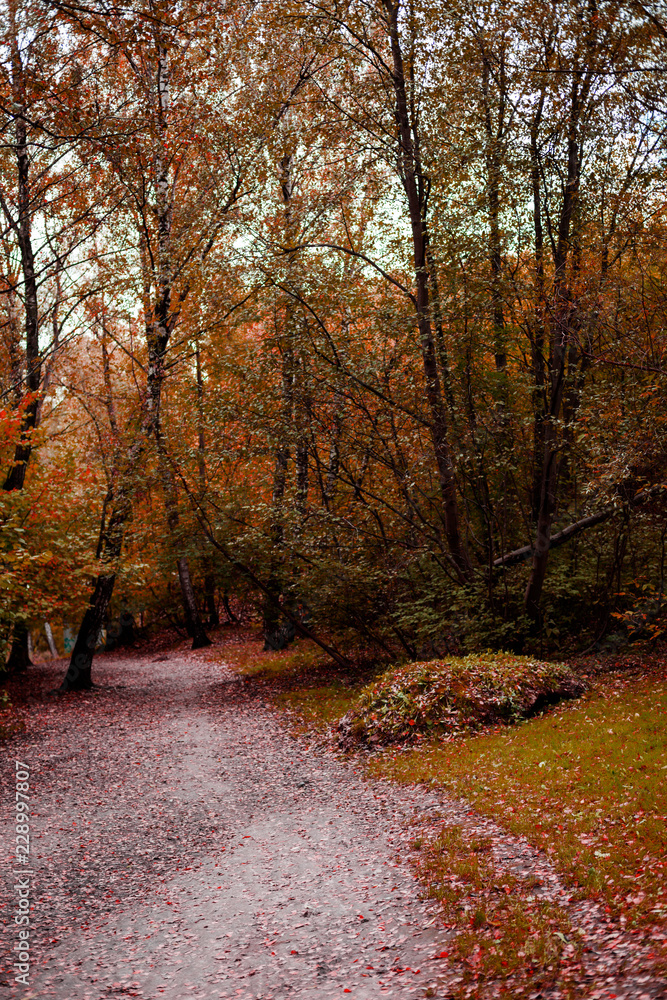 Path in the wood or park.Autumn season
