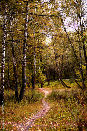 Path in the wood or park.Autumn season