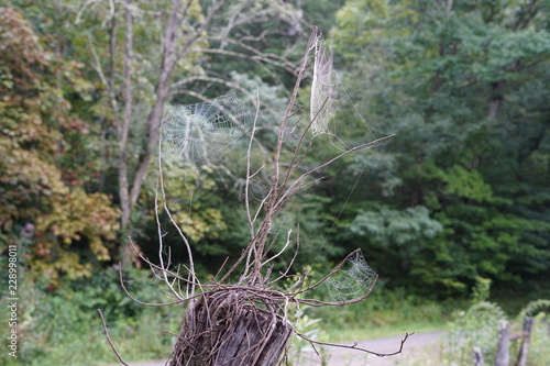 Spider web