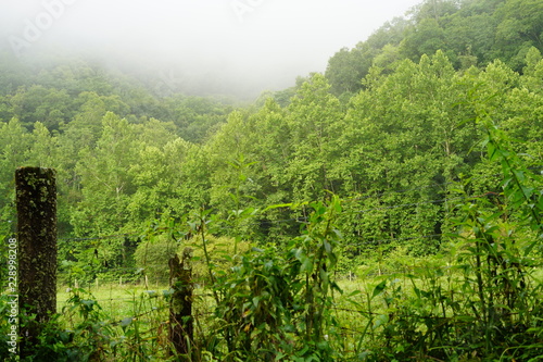 view of forest