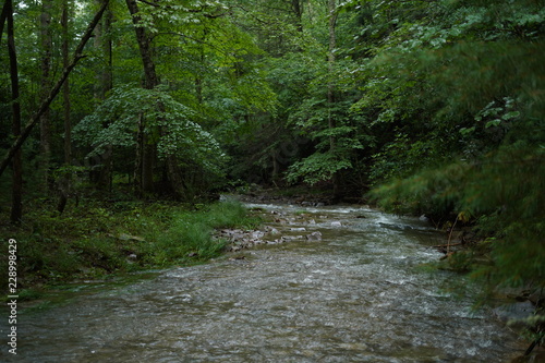 river in forest