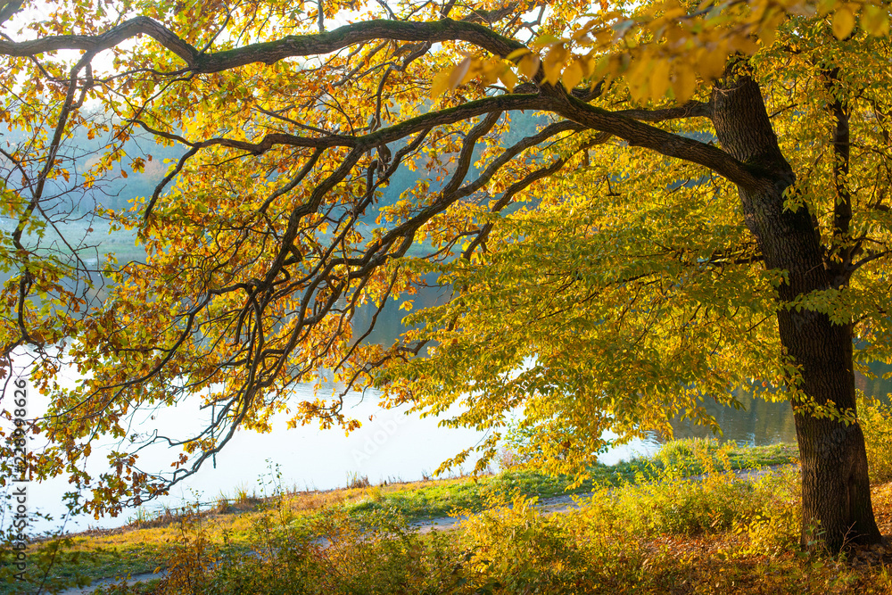 Autumn in the park / autumn oak near the lake