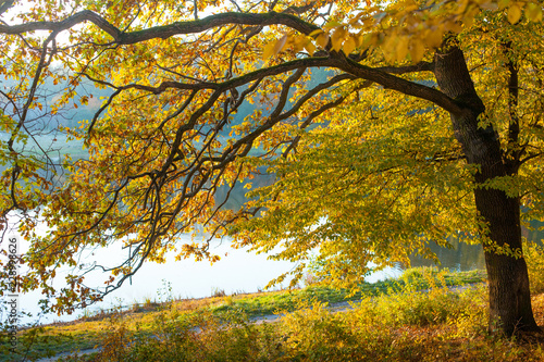 Autumn in the park / autumn oak near the lake