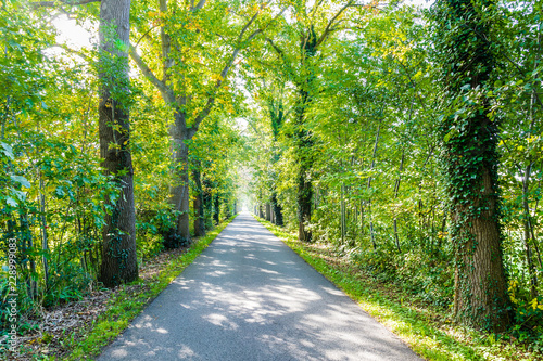 Road surrounded by oak trees. the oak trees are overgrown with hedera