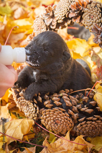 Little black puppy dog pooch in a basket of cones eating milk from a bottle